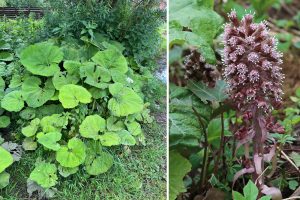 Butterbur flowers before the distinctive large leaves appear