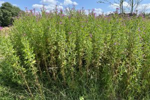 Great Willowherb is a common plant in summer