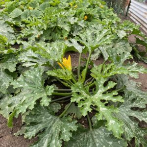 Allotment Competition Judging