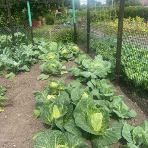 Allotment Competition Judging