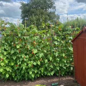 Allotment Competition Judging