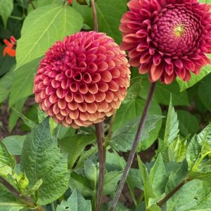 Dahlias - Allotments