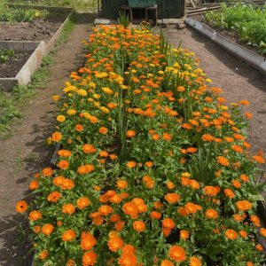 Allotment Competition Judging