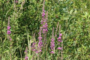 Purple Loosetrife is a common species of damp areas heralding from North America