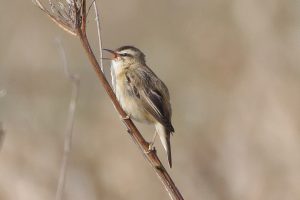 Sedge Warbler - a common summer visitor. A pair breeds on the scrape. They winter south of the Sahara.