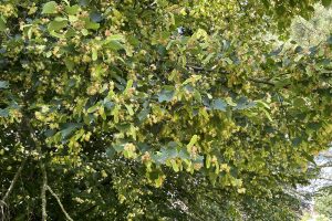 Small Leaved Lime is a scarce native species planted on the amphitheatre