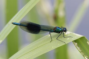 Banded Demoiselle, a common damselfly alongside the river