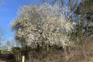 Cherry-Plum is the first tree to flower in the spring