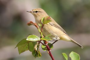 Common Chiffchaff - a common summer visitor.