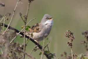 Common Whitethroat - a common summer visitor. They prefer the scrubby margins. They winter south of the Sahara.