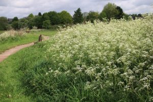 Cow-Parsley or Queen Anne's Lace is a sign of spring