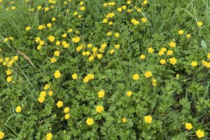 Creeping Buttercup is common once the the winter floods recede