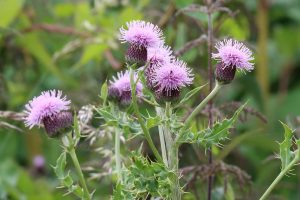 Creeping Thistle is common and attractive to insects