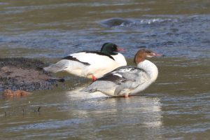 Male and female Goosanders are often seen on the river