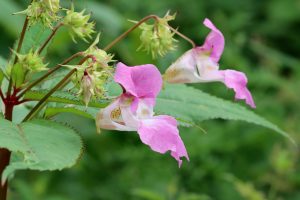 Himalayan Balsam; a distinctive but invasive species along the side of the river