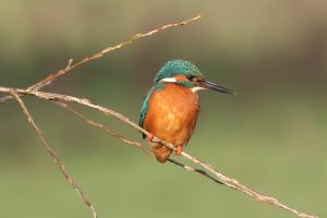 Kingfisher - look for the blue flash as it flies down the river.