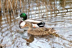 Mallard - the common duck breeds alongside the river.