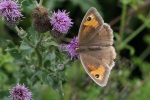 Meadow Brown - a common butterfly on Crown Meadow. It likes the grassy areas.