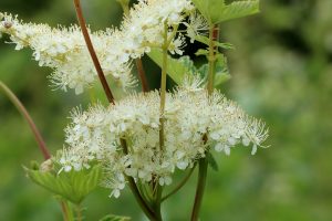 Meadowsweet is a pretty species of damp meadows