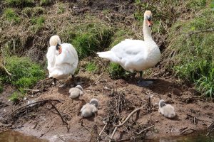 Mute Swan - a familiar bird. A pair breed by one of the scrapes.