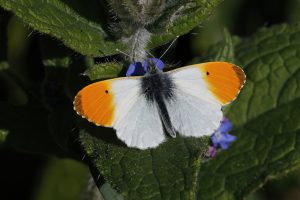 Male Orange-tip is a familiar butterfly in the spring.