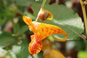 Orange Balsam - a plant of marshes and waterways