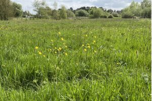 Crown Meadow looking towards the main road