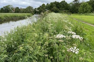 Crown Meadow - view 4