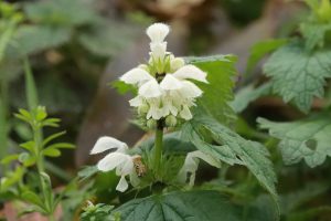 White Dead Nettle is a species of hedgerows and borders