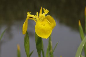 Yellow Iris or Yellow Flag is a common plant of wet areas